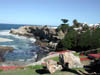 Hermanus 